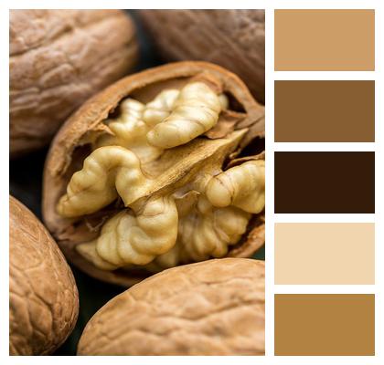 Plant World Walnut Nut Image